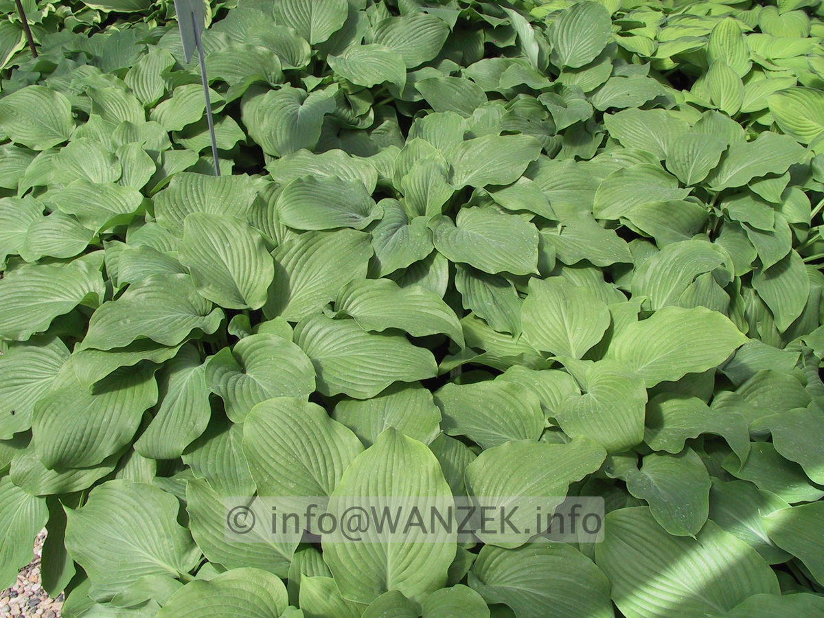Hosta Hybride Henrieke flaechig.JPG